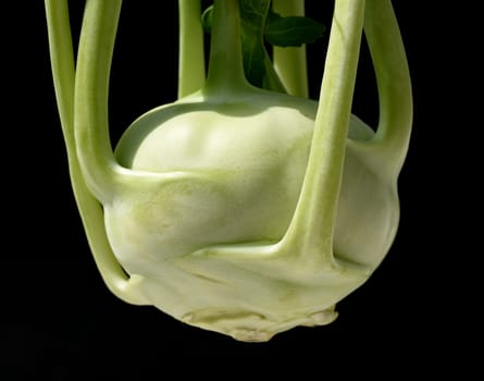 Kohlrabi,Brassica oleracea var. gongylodes,is a tasty vegetable species and is also a medicinal plant. Kohlrabi,Brassica oleracea var. gongylodes,is a tasty vegetable and is also a medicinal plant
