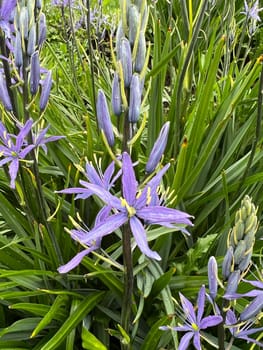 Prairie lily Camassia leichtlinii is an early bloomer with beautiful blue flowers. Prairie lily Camassia Leichtlinii is an early bloomer with beautiful blue flowers.
