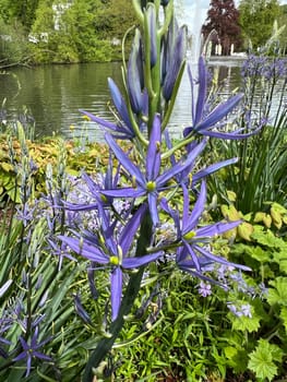 Prairie lily Camassia leichtlinii is an early bloomer with beautiful blue flowers. Prairie lily Camassia Leichtlinii is an early bloomer with beautiful blue flowers.