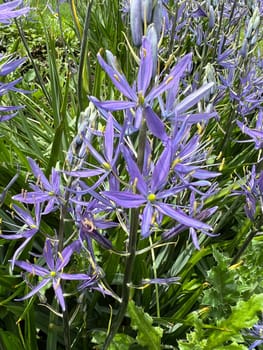Prairie lily Camassia leichtlinii is an early bloomer with beautiful blue flowers. Prairie lily Camassia Leichtlinii is an early bloomer with beautiful blue flowers.