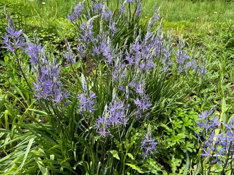 Prairie lily Camassia leichtlinii is an early bloomer with beautiful blue flowers. Prairie lily Camassia Leichtlinii is an early bloomer with beautiful blue flowers.
