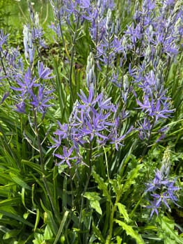 Prairie lily Camassia leichtlinii is an early bloomer with beautiful blue flowers. Prairie lily Camassia Leichtlinii is an early bloomer with beautiful blue flowers.