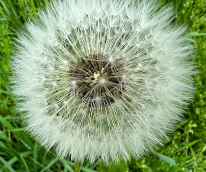 Dandelion,Taraxacum officinale,is a pioneer plant and survival artist that can also thrive on gravel roads. Dandelion,Taraxacum officinale as a wall flower,is a pioneer plant and survival artist that can also thrive on gravel roads.