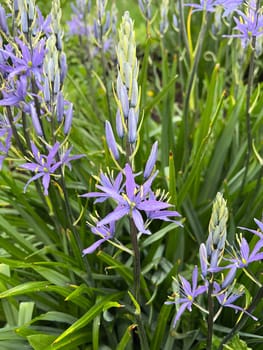 Prairie lily Camassia leichtlinii is an early bloomer with beautiful blue flowers. Prairie lily Camassia Leichtlinii is an early bloomer with beautiful blue flowers.