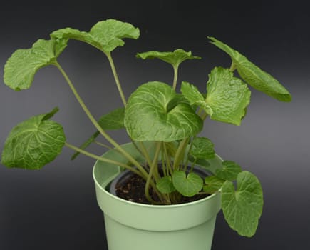 Wasabi,also known as Japanese horseradish or water horseradish,is a species of plant in the cruciferous family. Wasabi,also known as Japanese horseradish or water horseradish,is a plant species from the cruciferous family.