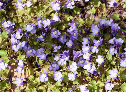 Cymbalaria muralis is a wild and medicinal plant with purple flowers. Cymbalaria muralis is a wild and medicinal plant with purple flowers.