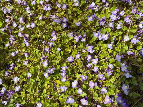 Cymbalaria muralis is a wild and medicinal plant with purple flowers. Cymbalaria muralis is a wild and medicinal plant with purple flowers.