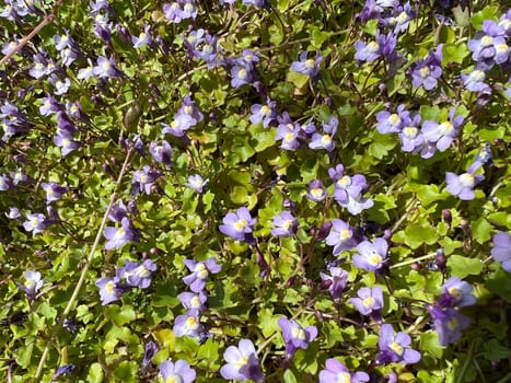 Cymbalaria muralis is a wild and medicinal plant with purple flowers. Cymbalaria muralis is a wild and medicinal plant with purple flowers.
