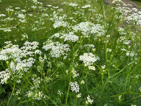 Carum carvi is a medicinal and aromatic plant with white flowers. Cumin,Echter,Carum carvi is a medicinal and spice plant with white flowers.