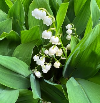 Lily,Convallaria majalis has white,flowers. It is a fragrant and poisonous plant and an important medicinal plant,Lily-of-the-valley,Convallaria majalis has white flowers. It is a scented and poisonous plant and an important medicinal plant