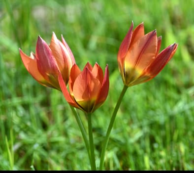 Wild tulips are the ancestors of modern garden tulips. Wild tulips are the ancestors of modern garden tulips