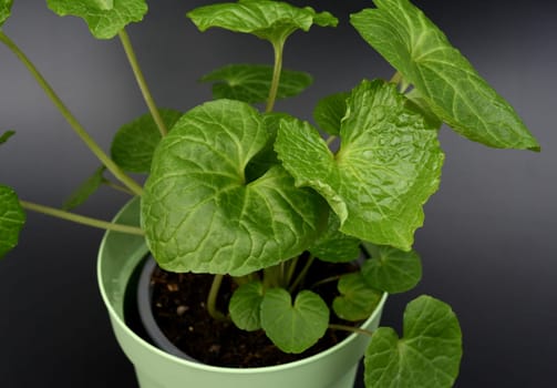 Wasabi,also known as Japanese horseradish or water horseradish,is a species of plant in the cruciferous family. Wasabi,also known as Japanese horseradish or water horseradish,is a plant species from the cruciferous family.