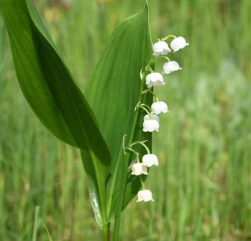 Lily,Convallaria majalis has white,flowers. It is a fragrant and poisonous plant and an important medicinal plant,Lily-of-the-valley,Convallaria majalis has white flowers. It is a scented and poisonous plant and an important medicinal plant