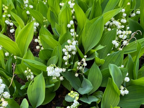 Lily,Convallaria majalis has white,flowers. It is a fragrant and poisonous plant and an important medicinal plant,Lily-of-the-valley,Convallaria majalis has white flowers. It is a scented and poisonous plant and an important medicinal plant