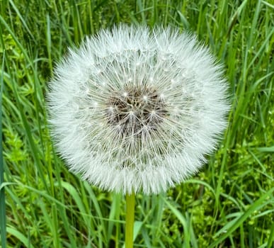 Dandelion,Taraxacum officinale,is a pioneer plant and survival artist that can also thrive on gravel roads. Dandelion,Taraxacum officinale as a wall flower,is a pioneer plant and survival artist that can also thrive on gravel roads.