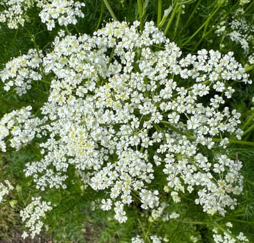 Carum carvi is a medicinal and aromatic plant with white flowers. Cumin,Echter,Carum carvi is a medicinal and spice plant with white flowers.