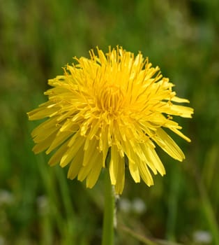 Dandelion,Taraxacum officinale,is a pioneer plant and survival artist that can also thrive on gravel roads. Dandelion,Taraxacum officinale as a wall flower,is a pioneer plant and survival artist that can also thrive on gravel roads.