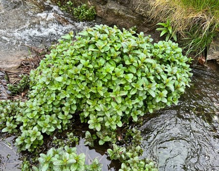 Water mint,Mentha aquatica,is an important medicinal plant with purple flowers and is used in medicine. It is an aquatic plant. Water Mint,Mentha aquatica,is an important medicinal plant with purple flowers and is used in medicine. She is an aquatic plant.
