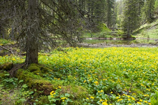 Landscape of Lienz Dolomites in Austria - meadow with marsh marigold flowers (caltha palustris)