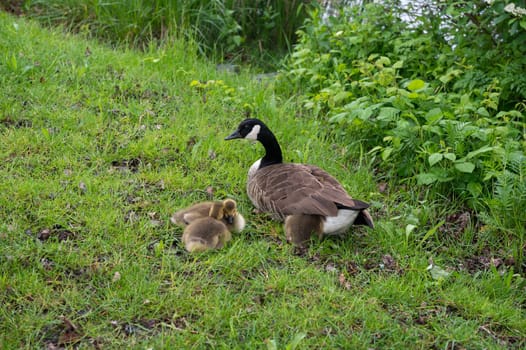 Canada geese ( Branta canadensis ) chicks with a goose in the green grass in the wild