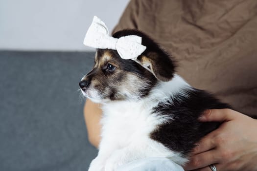 Side view of serious black brown white female puppy of dog welsh pembroke corgi wearing white hairband, sitting on legs of unrecognizable woman wearing brown T-shirt Pet love, pet care, companionship.
