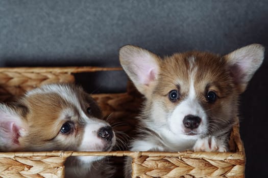 Portrait of two wonderful little brown white puppies of dog welsh pembroke corgi looking out of wicker basket, looking at camera on grey background. Pet love, pet care, domestic animal, friendship.