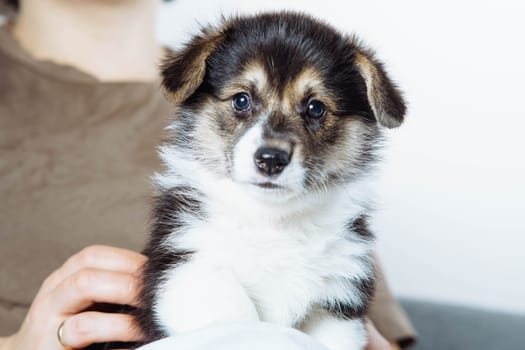 Portrait of amazing black brown white puppy of dog welsh pembroke corgi sitting on legs of unrecognizable woman wearing brown T-shirt caressing pet, looking at camera. Pet love, pet care, ownership.