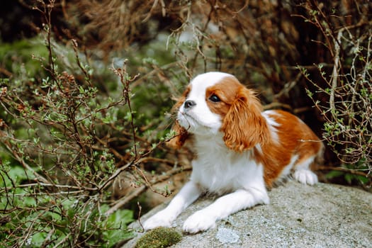 Portrait of fantastic Cavalier King Charles Spaniel puppy with red and white fur lying on grey stone in warm day. Adorable dog resting and chilling among tree branches outdoor.