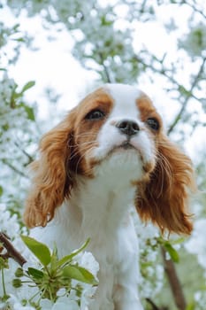 Portrait of amazing Cavalier King Charles Spaniel puppy with red and white hair walking on street next to cherry blossom. Little dog sitting in white cherry flowers on warm summer day.
