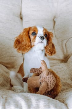 Portrait of delightful Cavalier King Charles Spaniel dog sitting with toy on light beige armchair in apartment. Funny kid with red and white fur resting on cozy and soft furniture.