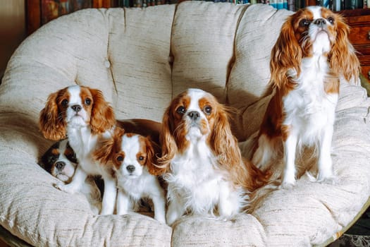 Portrait of five funny Cavalier King Charles Spaniels resting on beige armchair together. Doggy with black-white coloring sleeping behind four reddish canines.