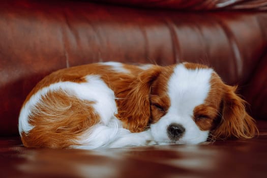 Portrait of adorable little spaniel puppy fell asleep on soft brown leather sofa. Baby Cavalier King Charles Spaniel doggy with red and white shaggy fur curled up and drift off indoor.