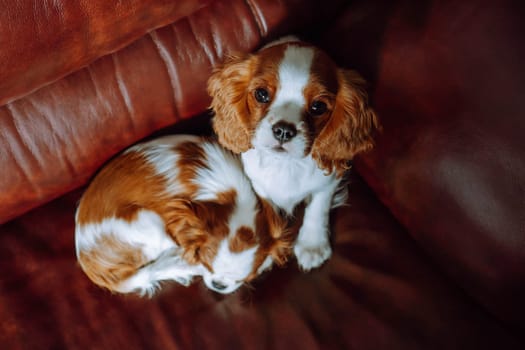 Two amazing Cavalier King Charles Spaniel cubs resting on brown leather sofa. One baby comfortably lay down and fell asleep, second child sitting and looking up. View from above.