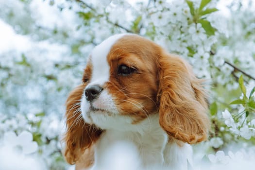 Portrait of funny Cavalier King Charles Spaniel cub standing near white cherry flowers. Red and white furred dog resting outside and enjoy summer nature.