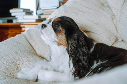 Portrait of gorgeous black and white haired Cavalier King Charles Spaniel lying on soft beige armchair in room at home. Adorable dog with dark ears and big eyes quietly resting in cozy house.