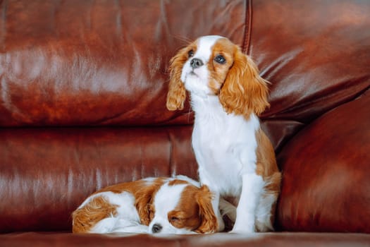 Two red and white haired Cavalier King Charles Spaniel puppies settled down on couch at sweet home. First cub quietly took nap, second one sit near and look up on something attractive.