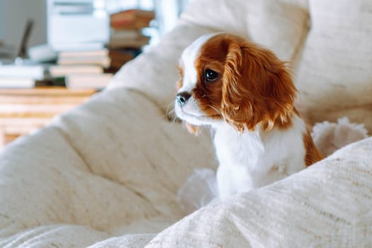 Portrait of red and white colored Cavalier King Charles Spaniel doggy that sitting on light beige armchair at home. Gorgeous little puppy looking lonely while watching something ahead.