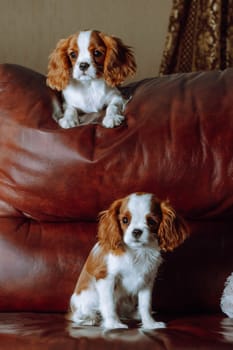 Portrait of two wonderful Cavalier King Charles Spaniel dogs lying on brown leather sofa indoor. One puppy sitting on back of soft couch at top, another cub settle down below.