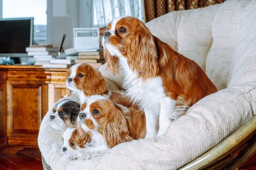 Portrait of five Cavalier King Charles Spaniels relaxing on beige armchair at home. One dog with black-white hair and four red-white canines together. Fluffy and shaggy dog family occupied chair.