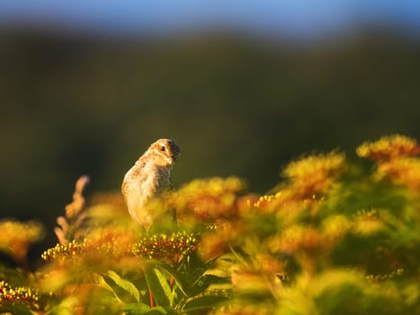 Female red-backed shrike, lanius collurio, standing on green leaves