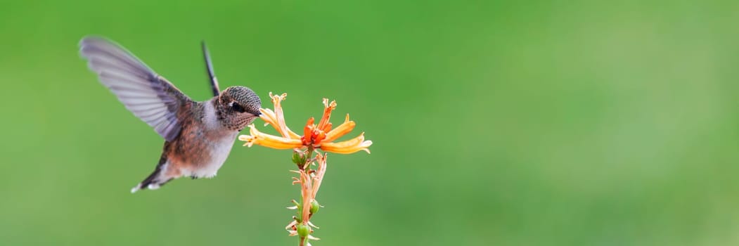 Hummingbird eating nectar from yellow red hot poker flowers. Close-up on bird with green garden background