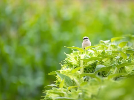 Shrike perching on a sunflower field in summer