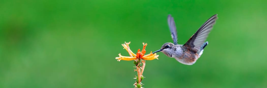 Hummingbird eating nectar from yellow red hot poker flowers. Close-up on bird with green garden background