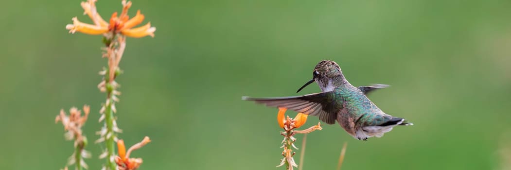 Hummingbird eating nectar from yellow red hot poker flowers. Close-up on bird with green garden background