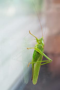Green grasshopper, cricket insect crawling a window, bush-cricket Tettigonia viridissima