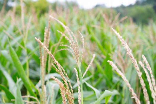 Corn field, cultivated corn cob growing, harvest in the summer, agriculture plants for food, farmland on the countryside