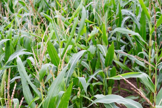 Corn field, cultivated corn cob growing, harvest in the summer, agriculture plants for food, farmland on the countryside