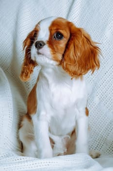 Delightful red and white furred Cavalier King Charles Spaniel sitting on white blanket in house. Wooly puppy with shaggy red ears look forward with large black eyes.