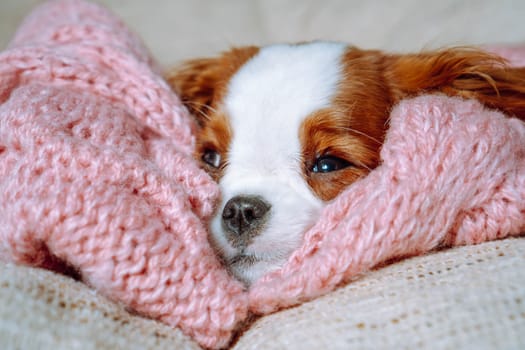 Little spaniel who sleeped on pink crocheted bedspread woke up. Adorable baby Cavalier King Charles Spaniel opened drowsy eyes and looked ahead. Red and white puppy lying in bed at home.