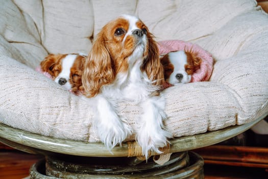 Mother dog Cavalier King Charles Spaniel and two puppies lie on beige couch. Little children closed eyes and sleep sweetly. Big mom of babies with red and white hair guard nap of cubs.